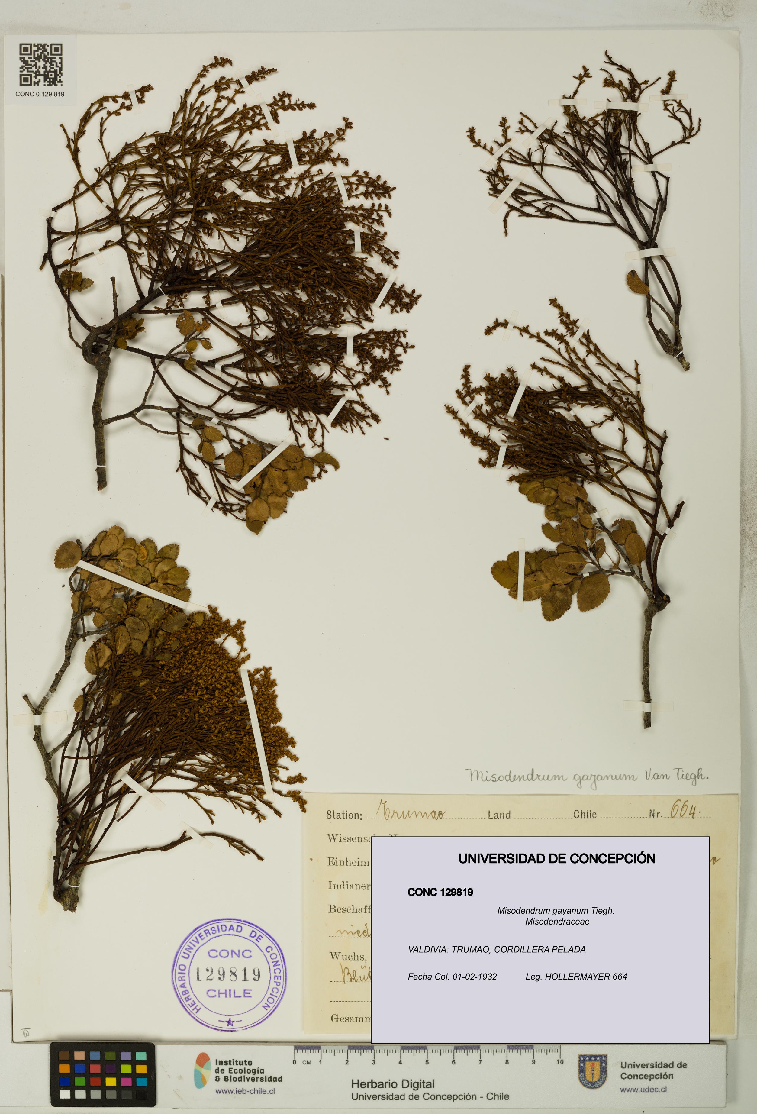 Misodendrum gayanum [Espécimen: UDEC:CONC:0129819]