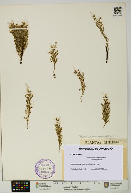 Misodendrum quadriflorum [Espécimen: UDEC:CONC:0129820]