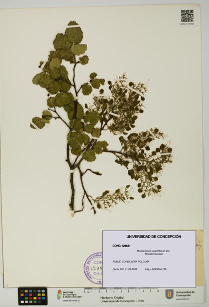 Misodendrum quadriflorum [Espécimen: UDEC:CONC:0129821]