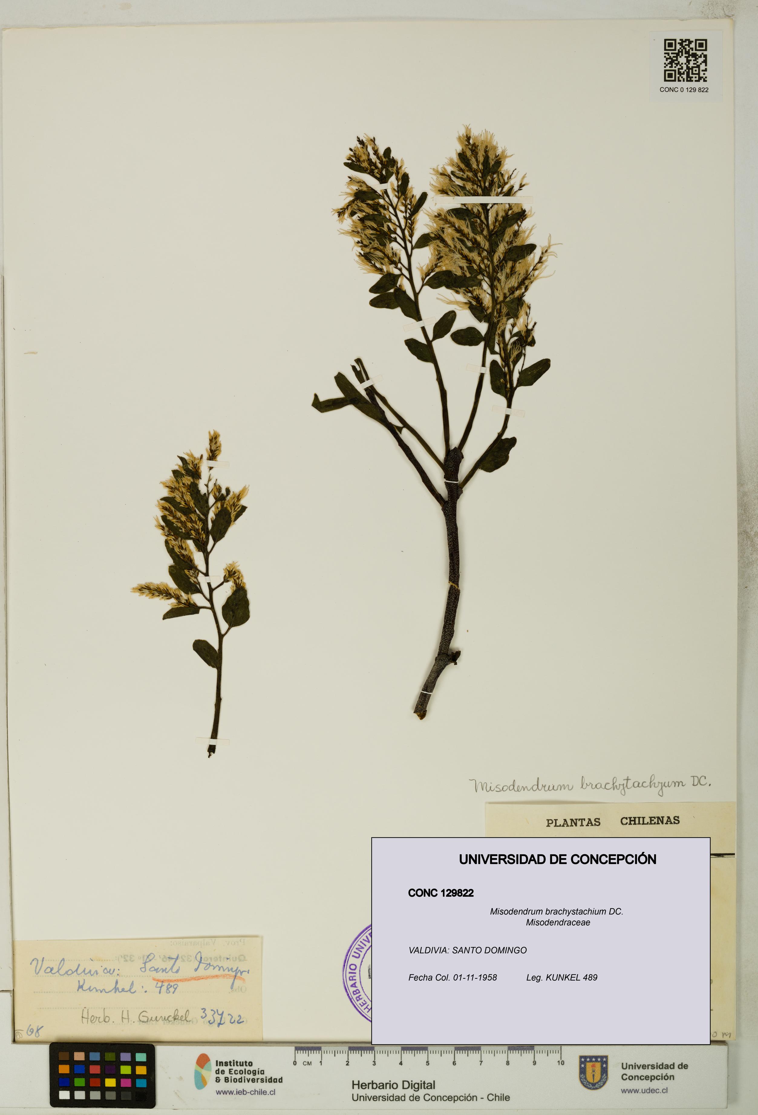 Misodendrum brachystachium [Espécimen: UDEC:CONC:0129822]