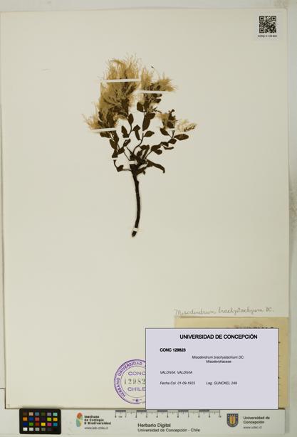 Misodendrum brachystachium [Espécimen: UDEC:CONC:0129823]