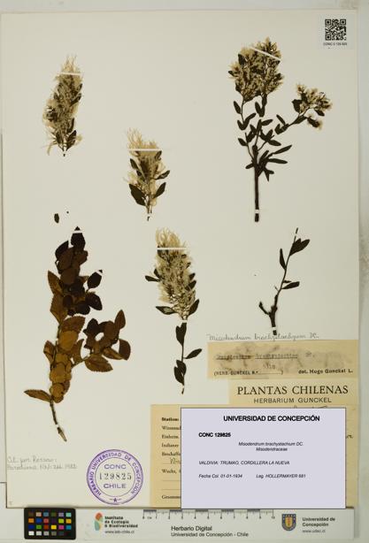 Misodendrum brachystachium [Espécimen: UDEC:CONC:0129825]