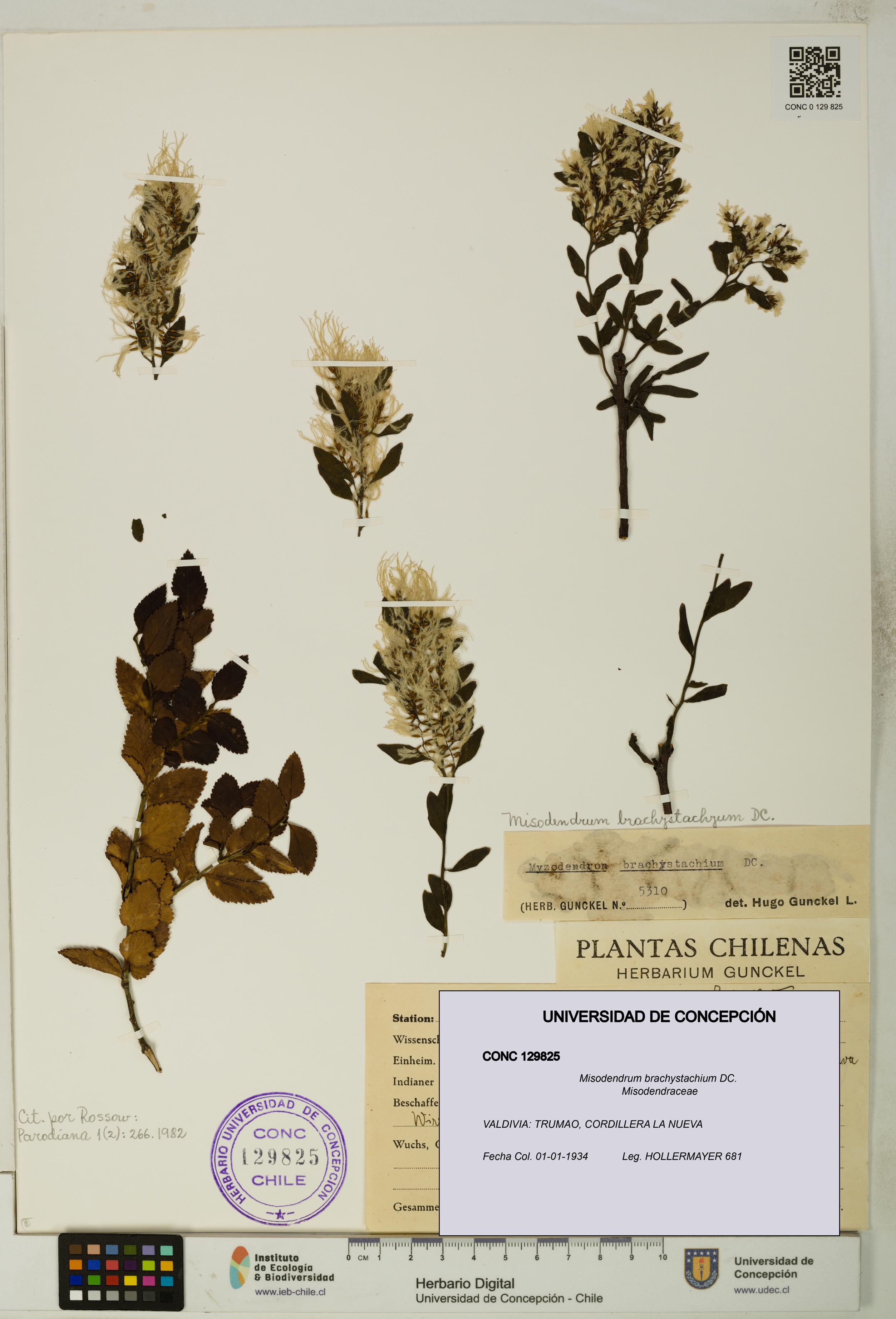 Misodendrum brachystachium [Espécimen: UDEC:CONC:0129825]