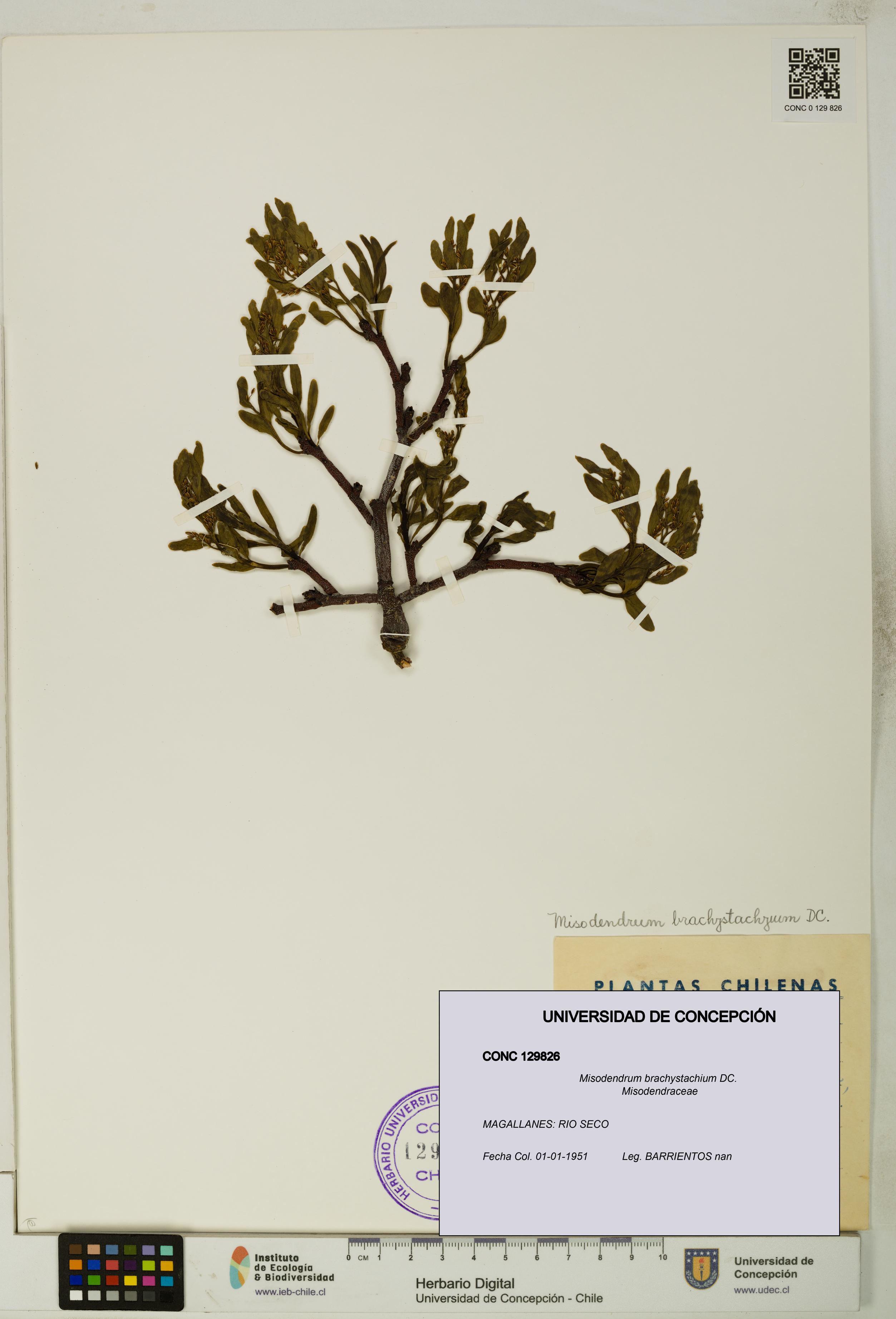 Misodendrum brachystachium [Espécimen: UDEC:CONC:0129826]