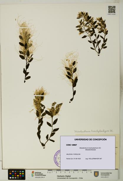 Misodendrum brachystachium [Espécimen: UDEC:CONC:0129827]