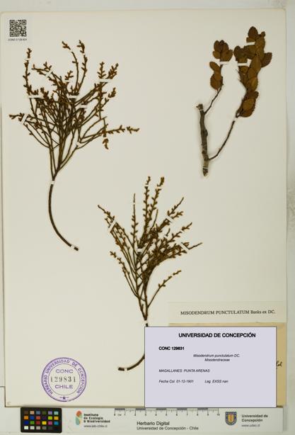 Misodendrum punctulatum [Espécimen: UDEC:CONC:0129831]