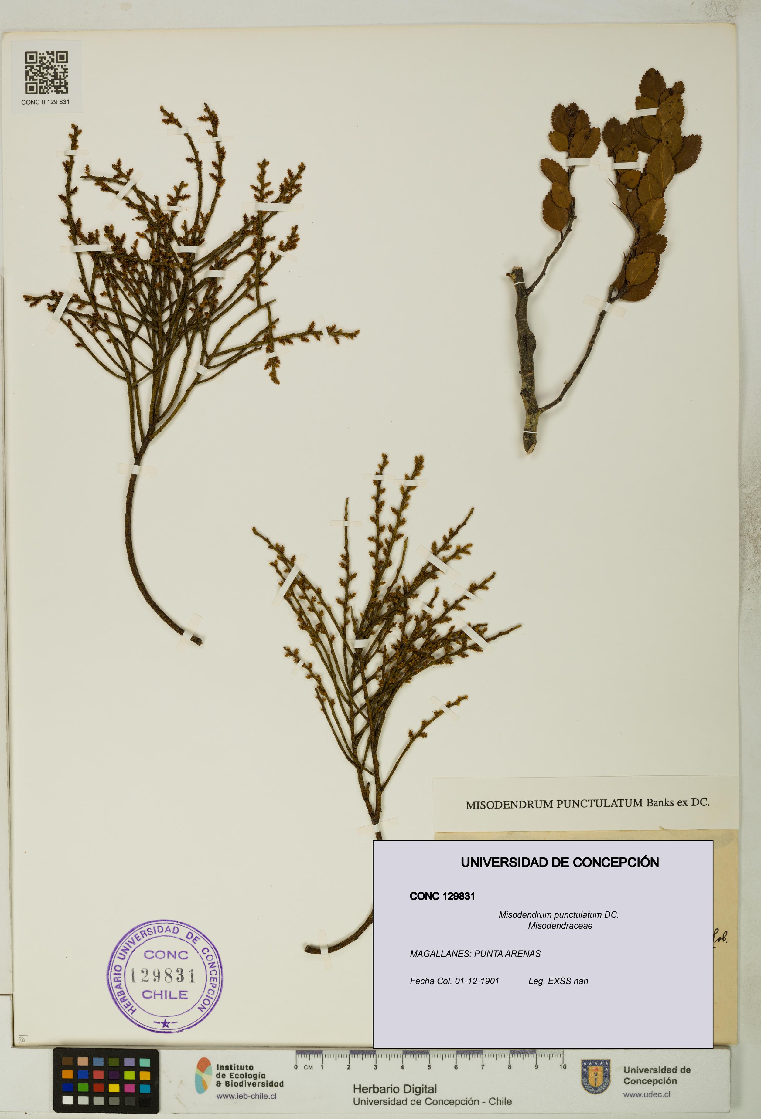 Misodendrum punctulatum [Espécimen: UDEC:CONC:0129831]