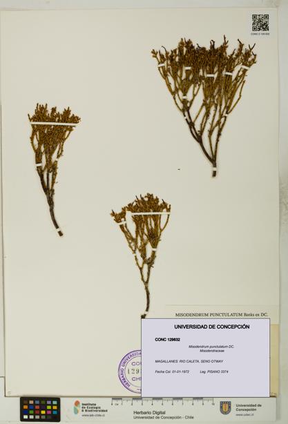Misodendrum punctulatum [Espécimen: UDEC:CONC:0129832]