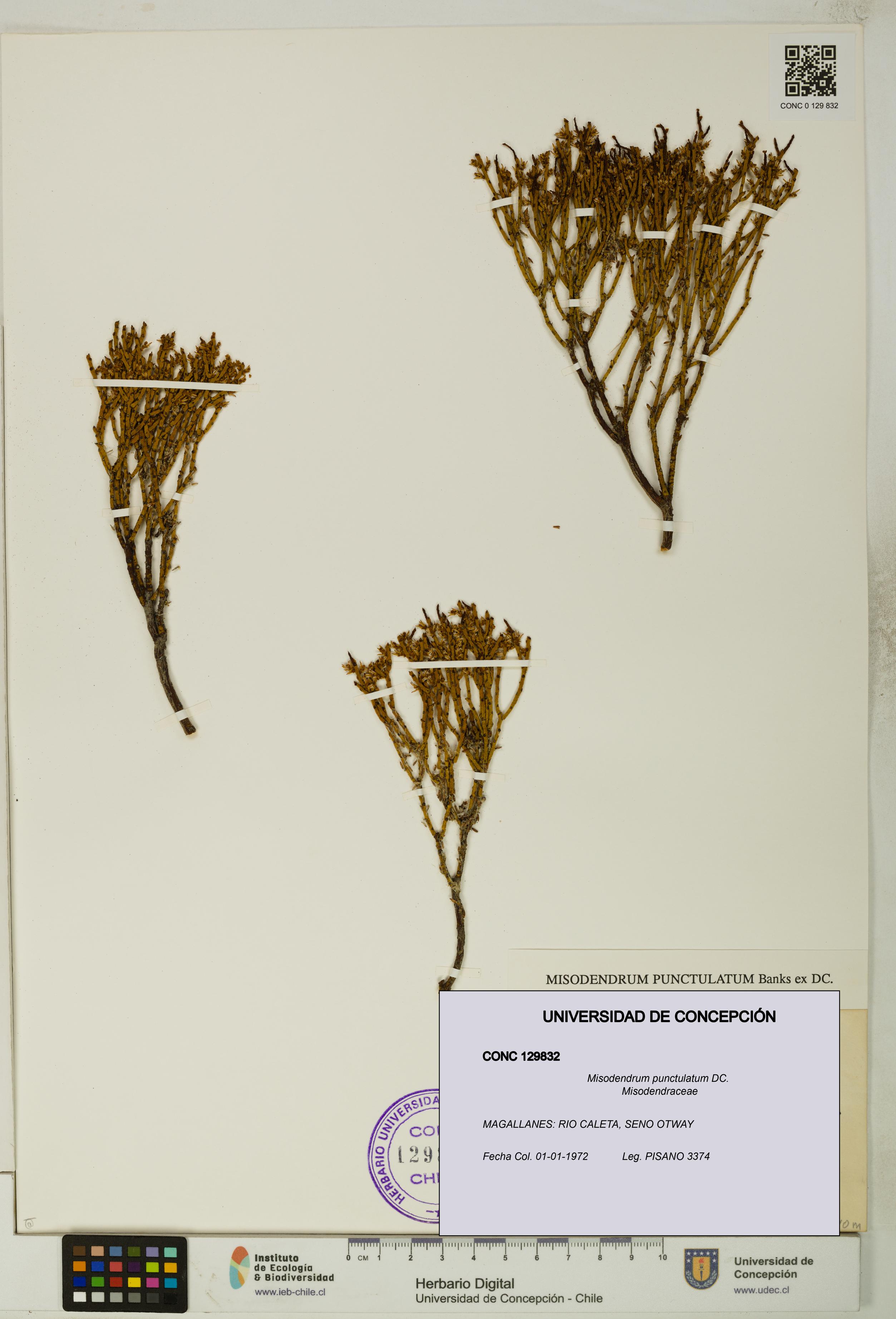 Misodendrum punctulatum [Espécimen: UDEC:CONC:0129832]