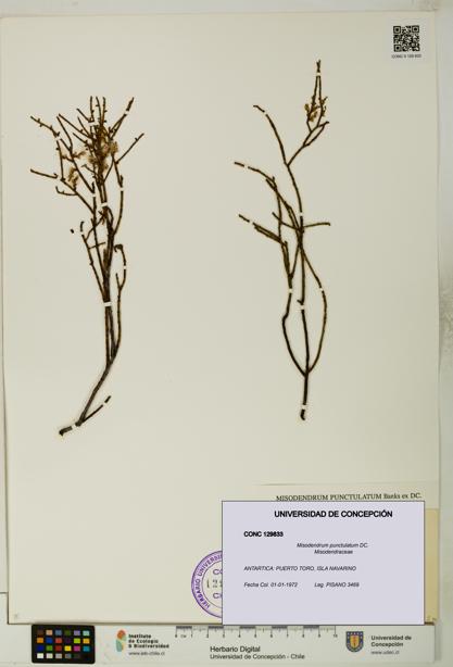 Misodendrum punctulatum [Espécimen: UDEC:CONC:0129833]
