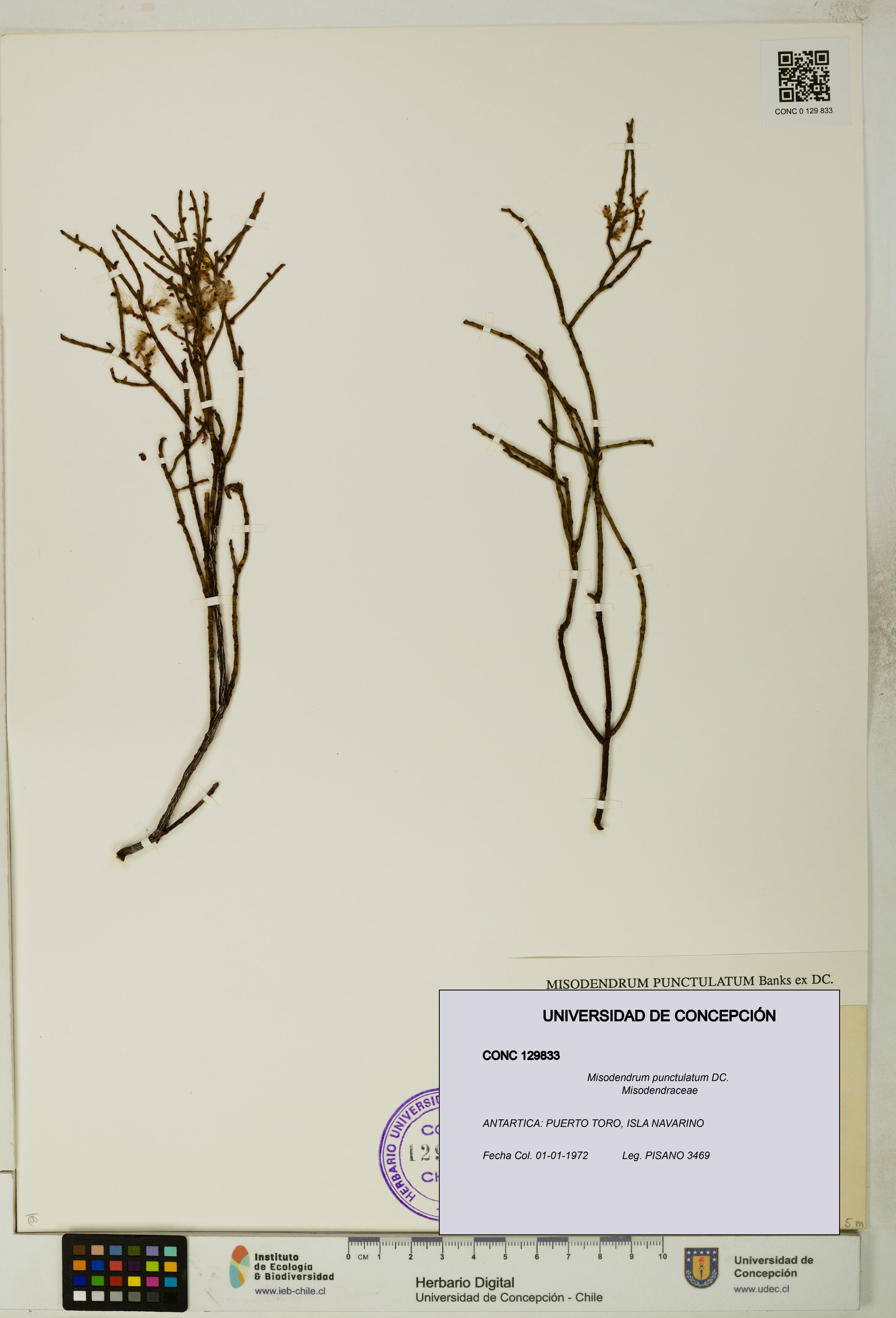 Misodendrum punctulatum [Espécimen: UDEC:CONC:0129833]