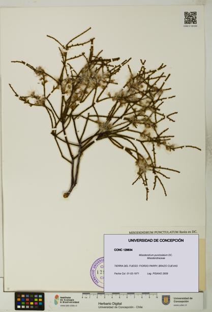 Misodendrum punctulatum [Espécimen: UDEC:CONC:0129834]