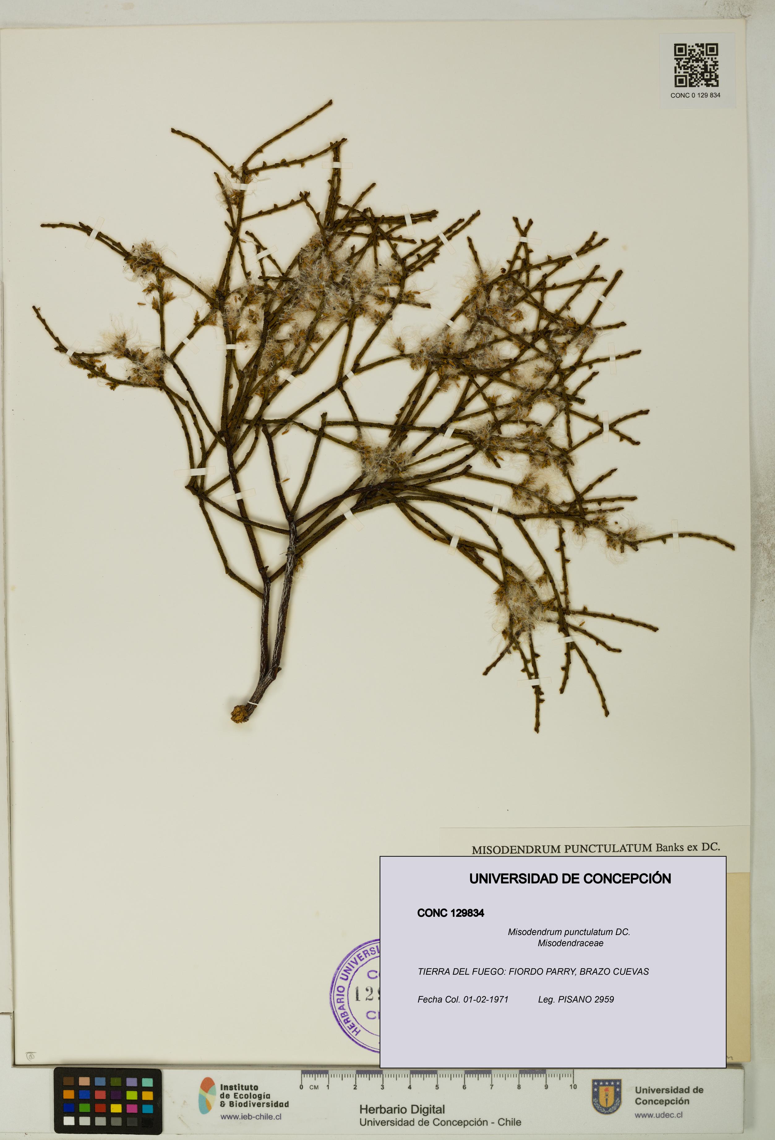 Misodendrum punctulatum [Espécimen: UDEC:CONC:0129834]