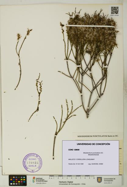 Misodendrum punctulatum [Espécimen: UDEC:CONC:0129835]