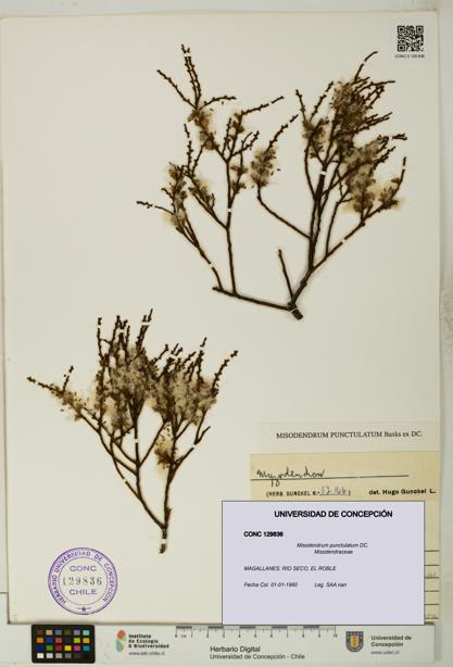 Misodendrum punctulatum [Espécimen: UDEC:CONC:0129836]