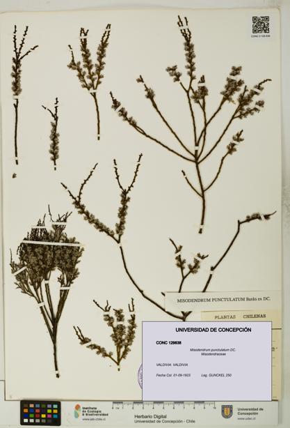 Misodendrum punctulatum [Espécimen: UDEC:CONC:0129838]