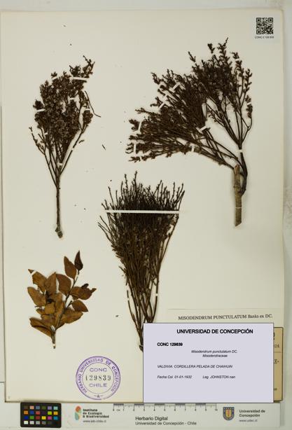 Misodendrum punctulatum [Espécimen: UDEC:CONC:0129839]