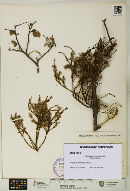 Misodendrum punctulatum [Espécimen: UDEC:CONC:0129840]