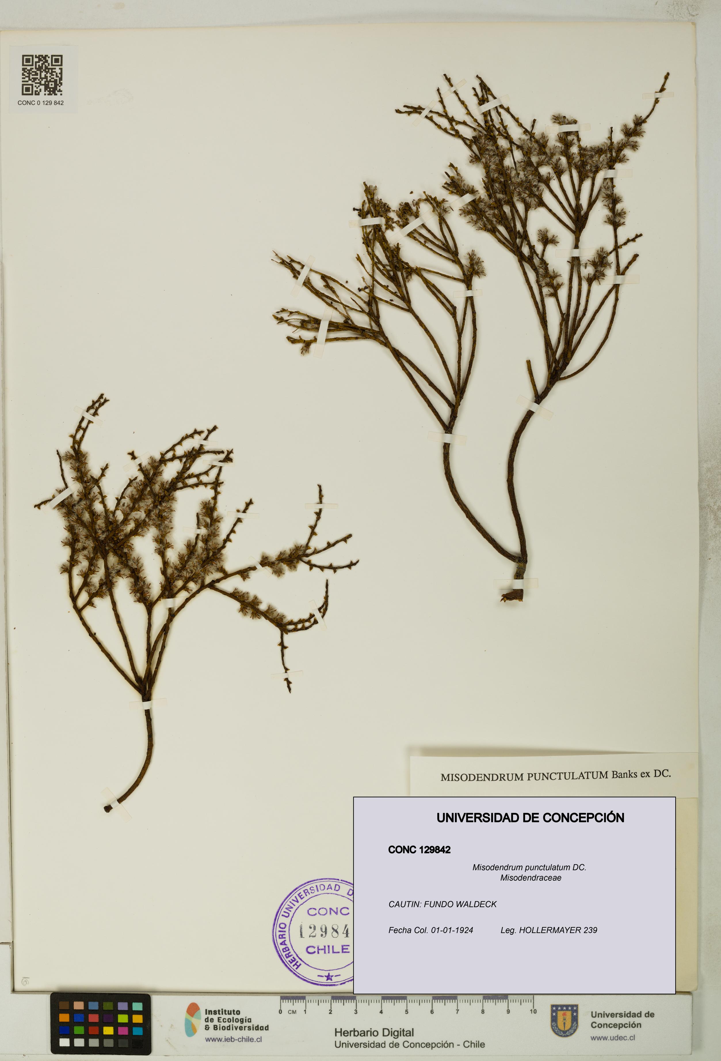 Misodendrum punctulatum [Espécimen: UDEC:CONC:0129842]