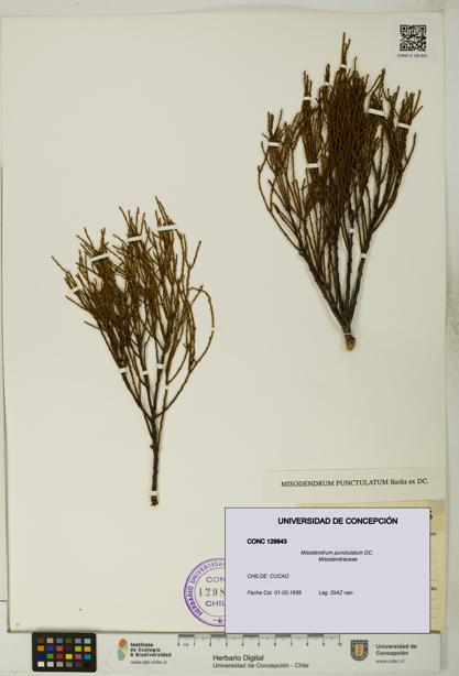 Misodendrum punctulatum [Espécimen: UDEC:CONC:0129843]