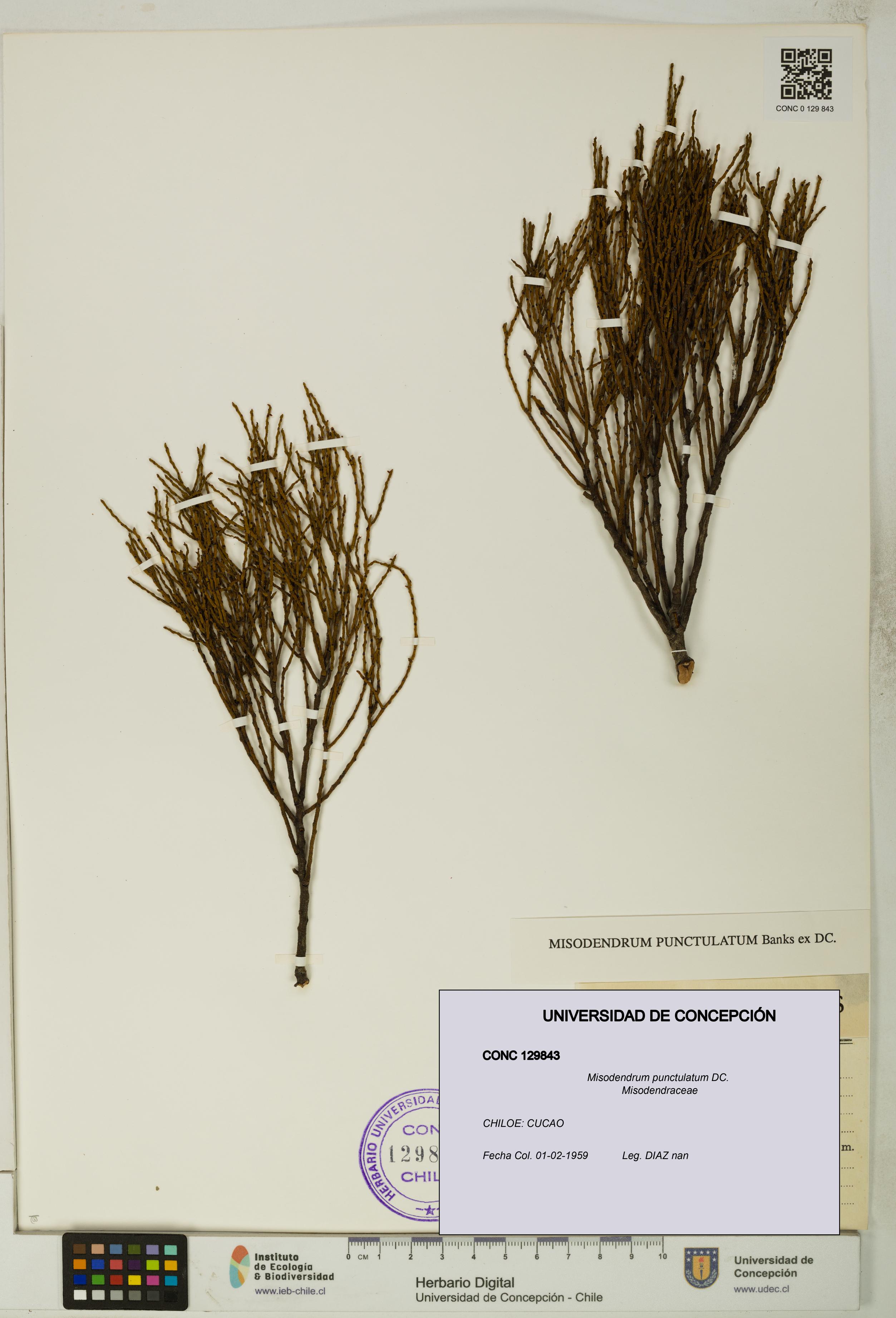 Misodendrum punctulatum [Espécimen: UDEC:CONC:0129843]