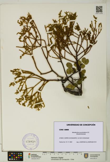 Misodendrum punctulatum [Espécimen: UDEC:CONC:0129858]