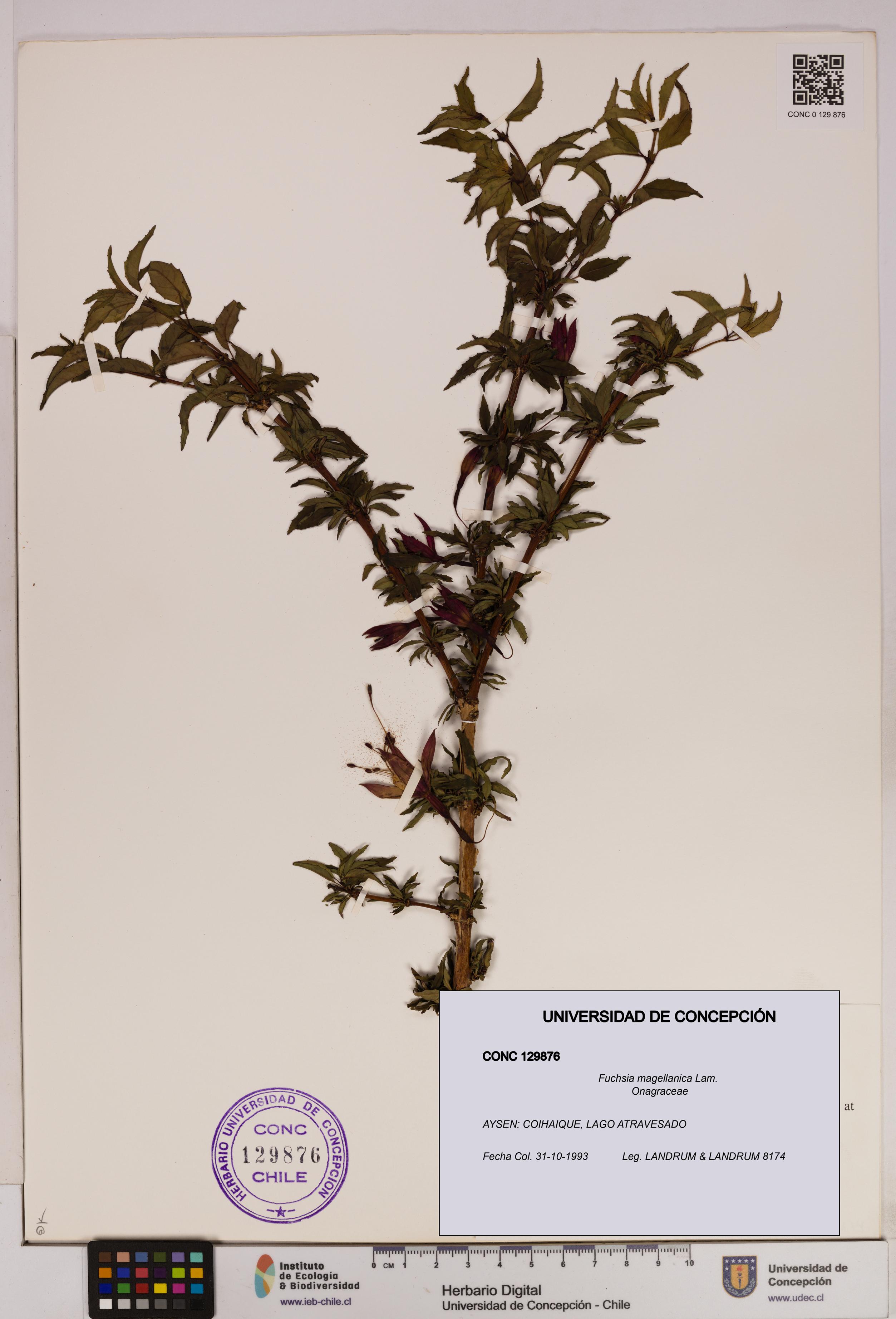 Fuchsia magellanica [Espécimen: UDEC:CONC:0129876]