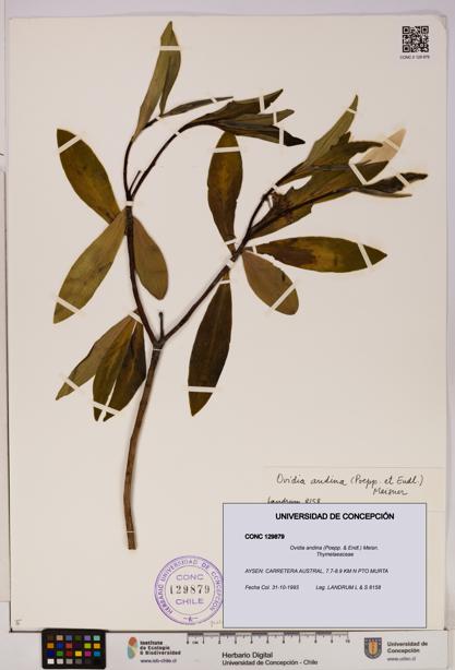 Ovidia andina [Espécimen: UDEC:CONC:0129879]