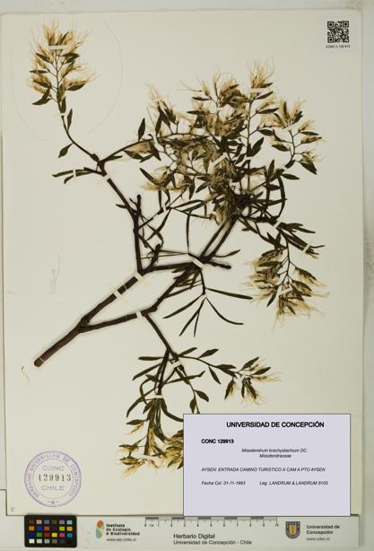 Misodendrum brachystachium [Espécimen: UDEC:CONC:0129913]