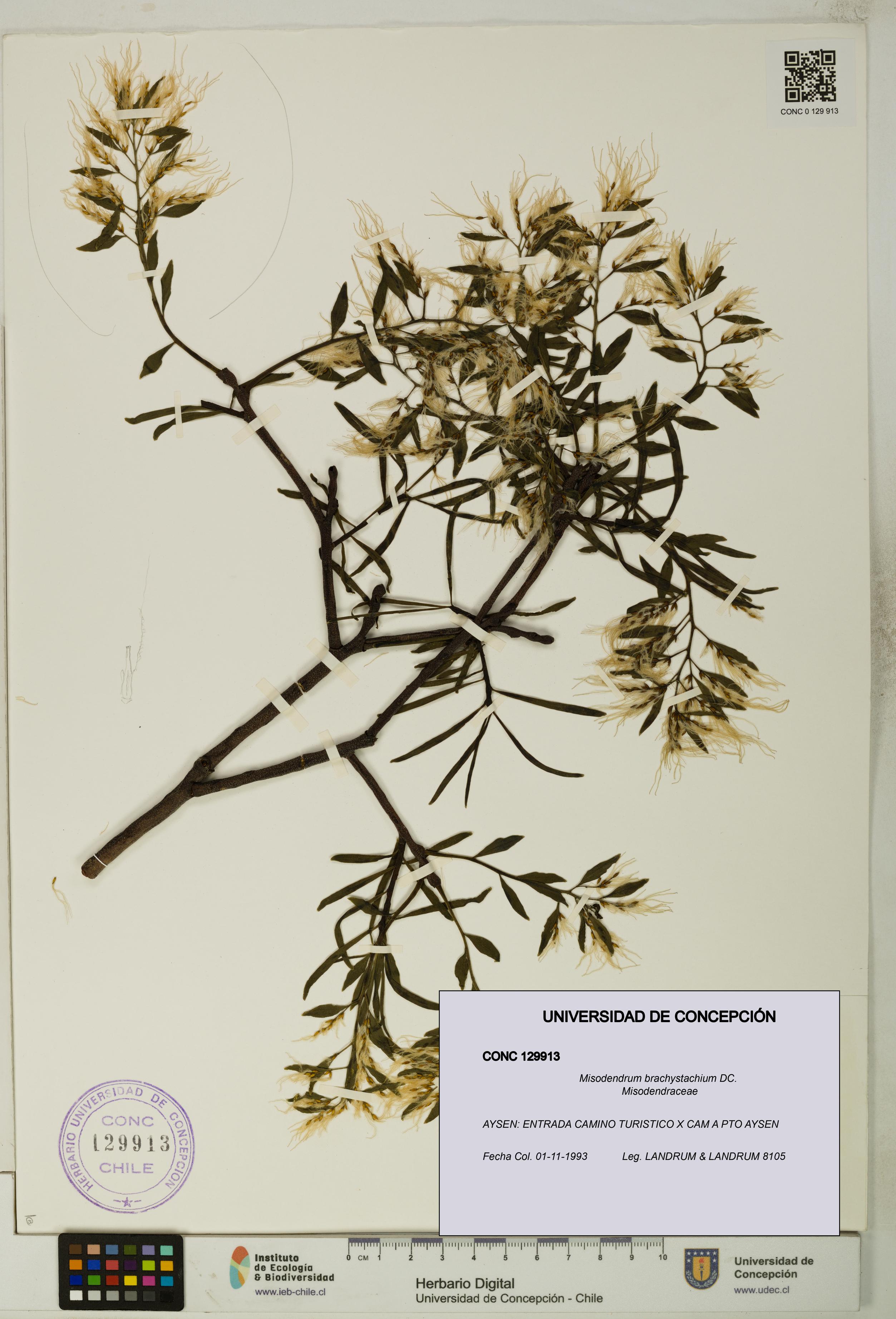 Misodendrum brachystachium [Espécimen: UDEC:CONC:0129913]