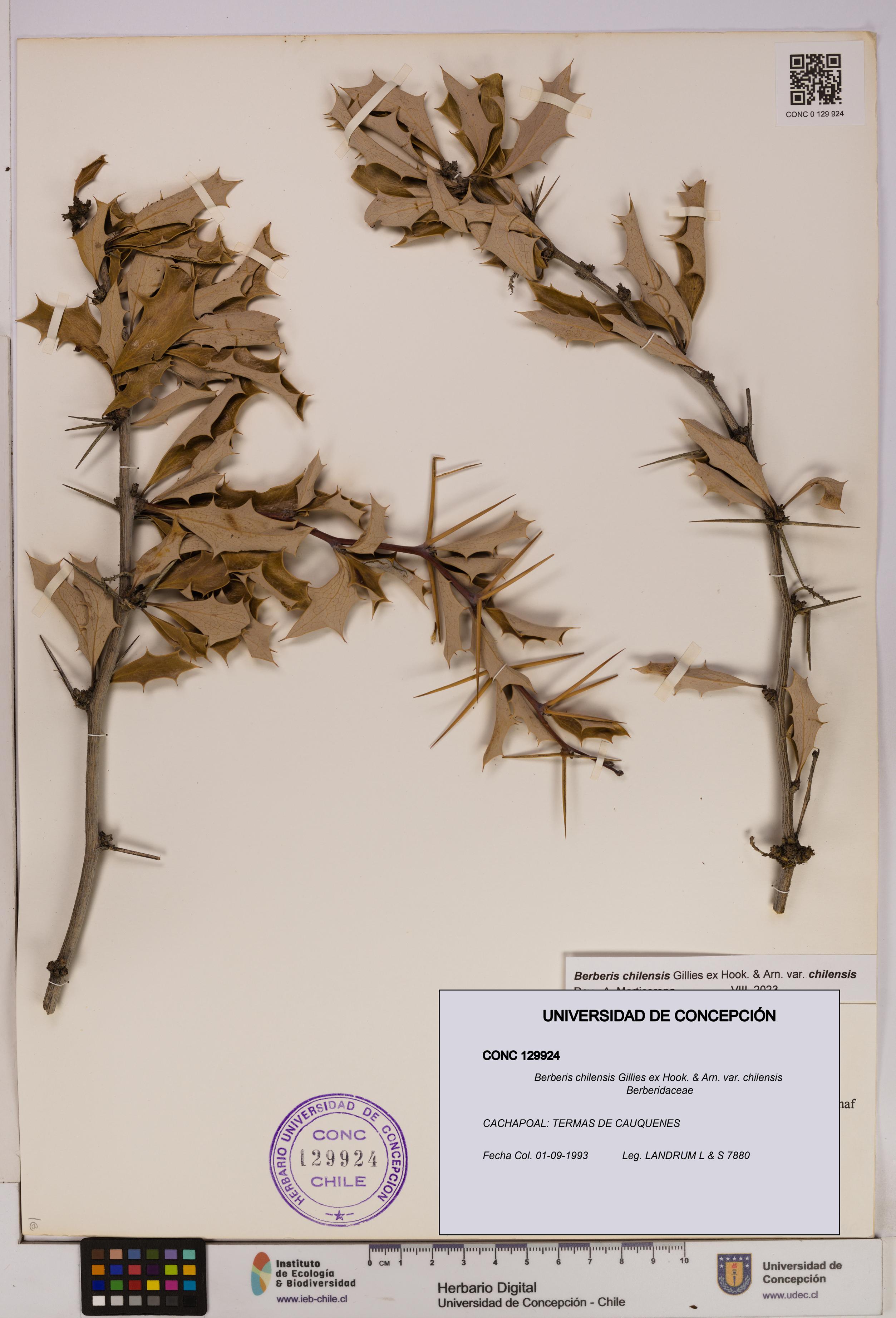 Berberis chilensis var. chilensis [Espécimen: UDEC:CONC:0129924]