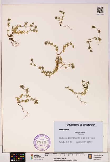 Sherardia arvensis [Espécimen: UDEC:CONC:0129929]
