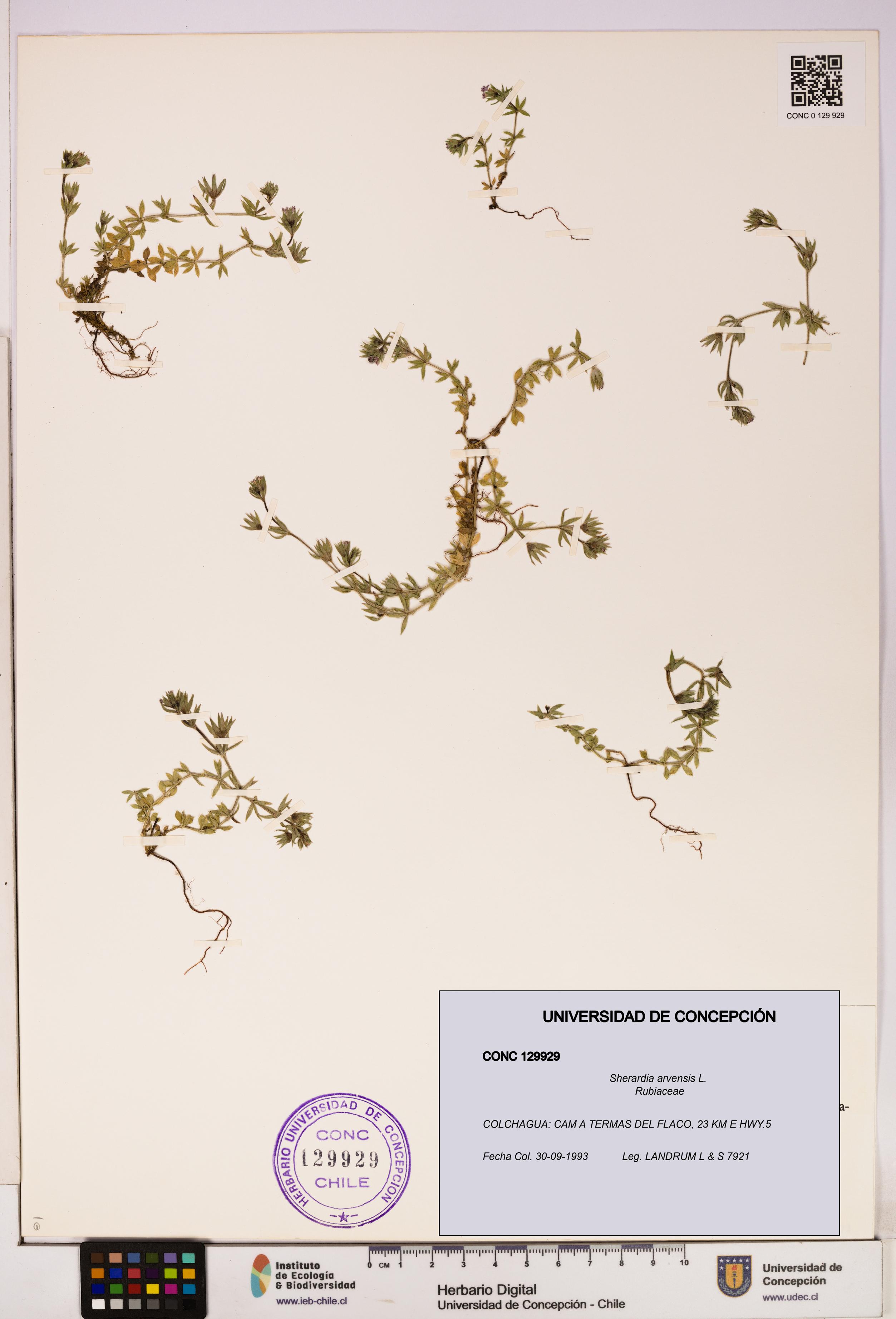Sherardia arvensis [Espécimen: UDEC:CONC:0129929]