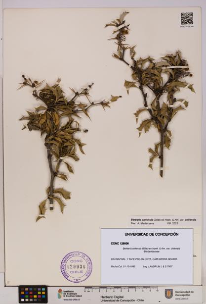 Berberis chilensis var. chilensis [Espécimen: UDEC:CONC:0129936]