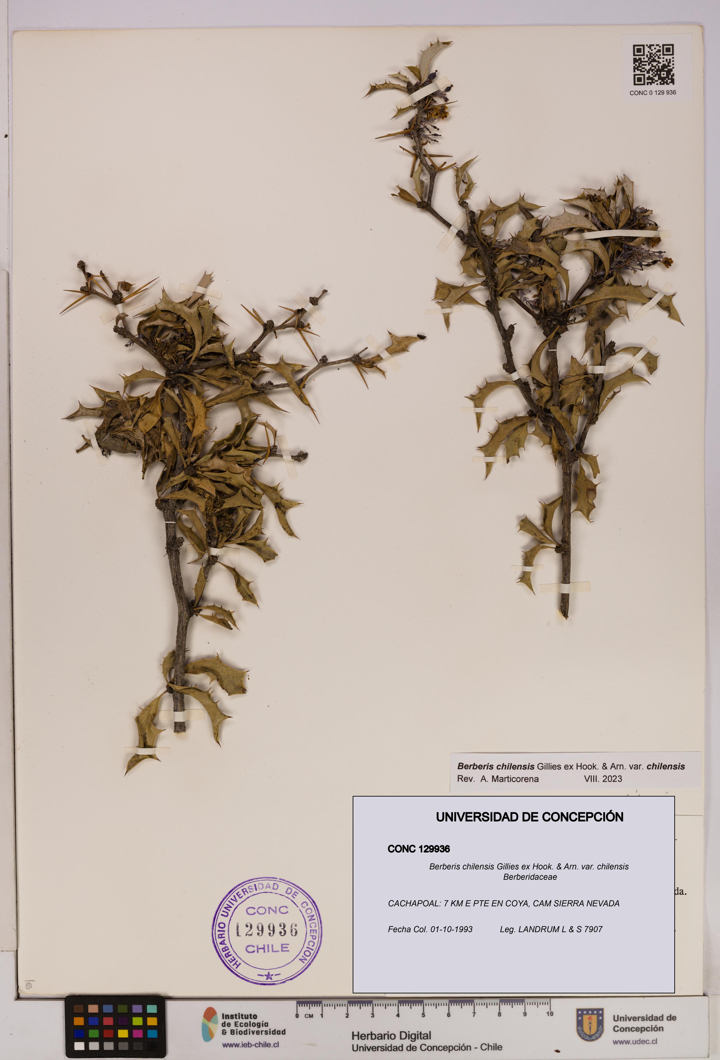 Berberis chilensis var. chilensis [Espécimen: UDEC:CONC:0129936]