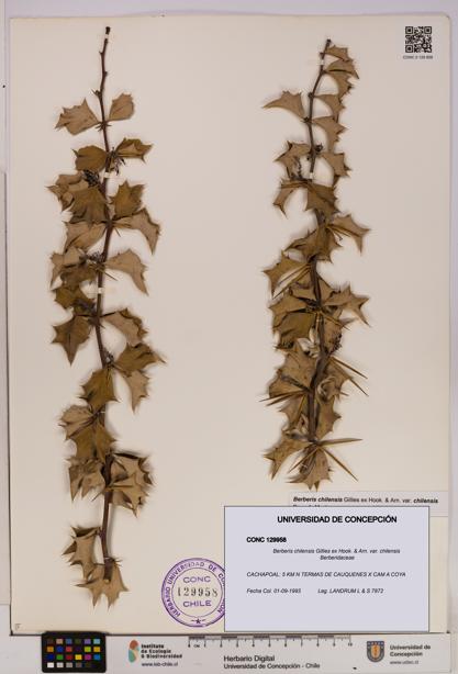 Berberis chilensis var. chilensis [Espécimen: UDEC:CONC:0129958]