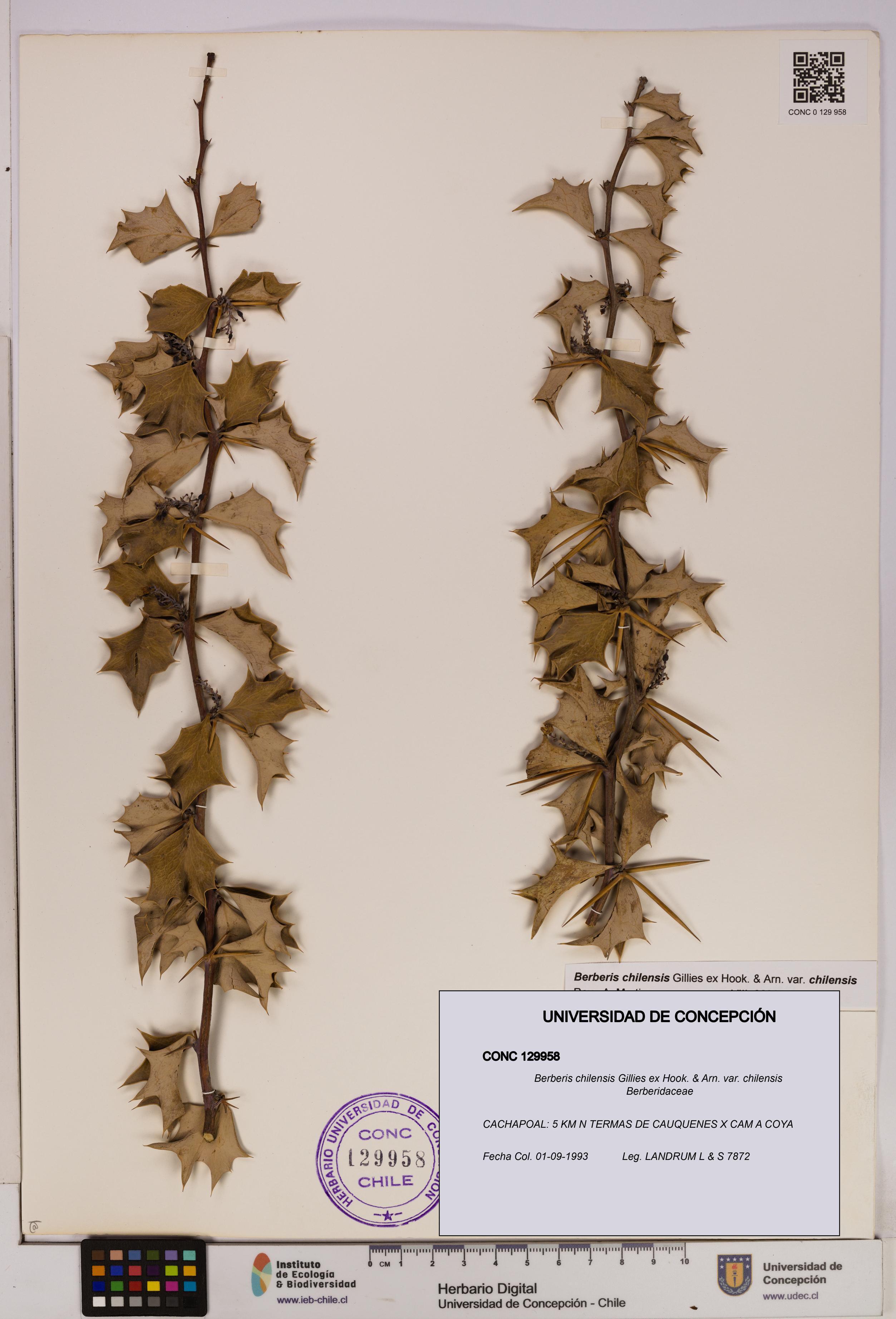 Berberis chilensis var. chilensis [Espécimen: UDEC:CONC:0129958]