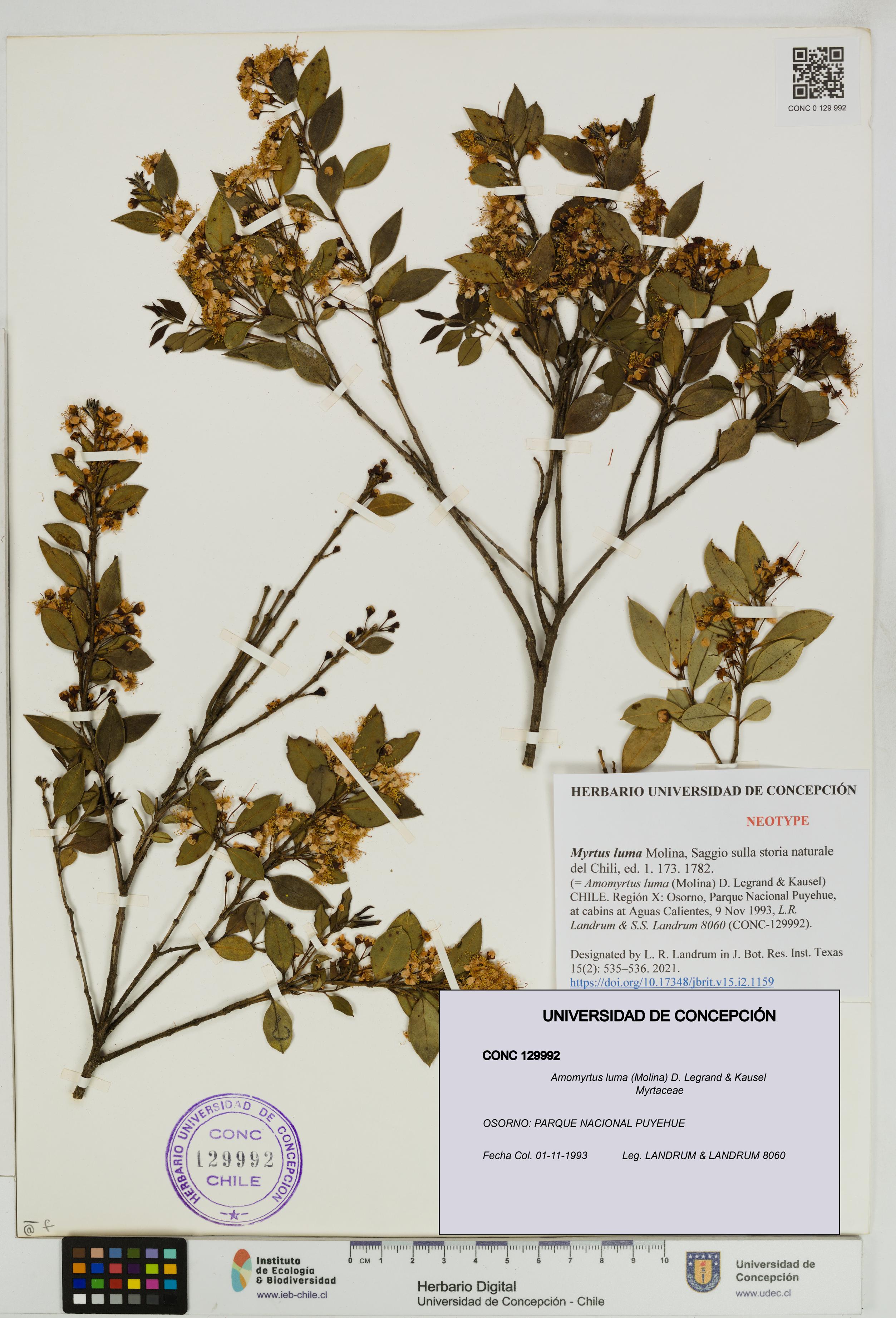 Amomyrtus luma [Espécimen: UDEC:CONC:0129992]