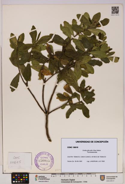 Ovidia pillo-pillo [Espécimen: UDEC:CONC:0130015]