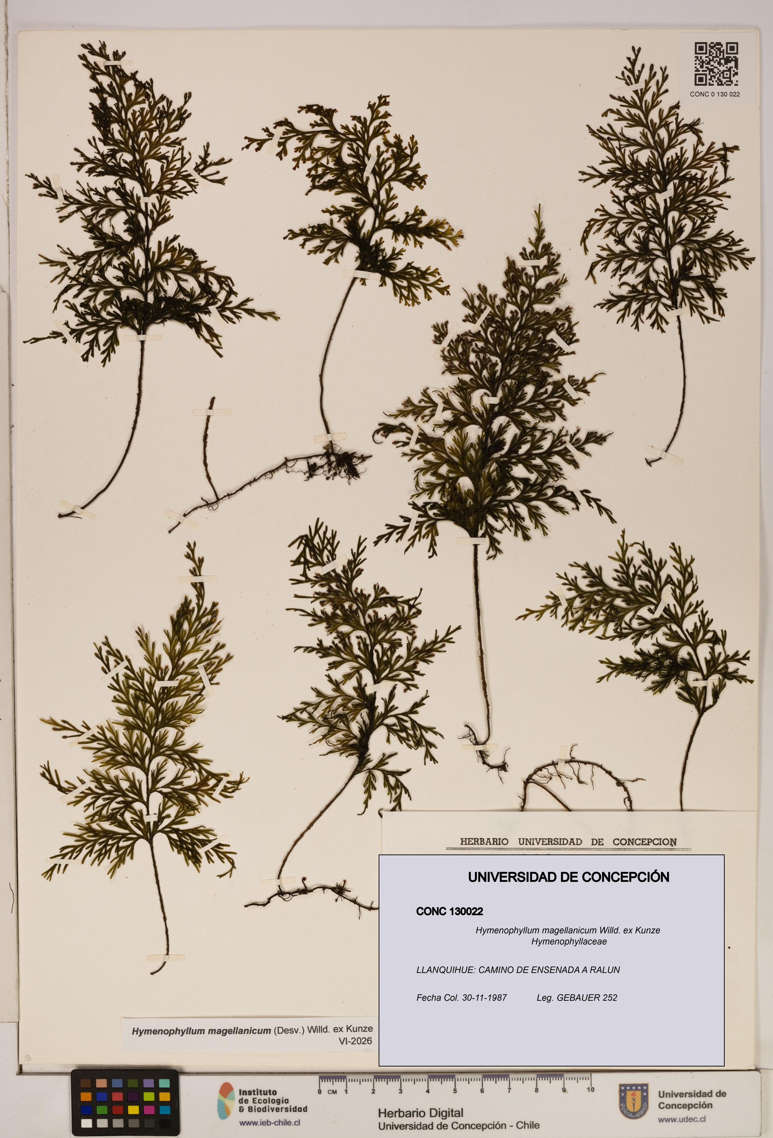 Hymenophyllum magellanicum [Espécimen: ]