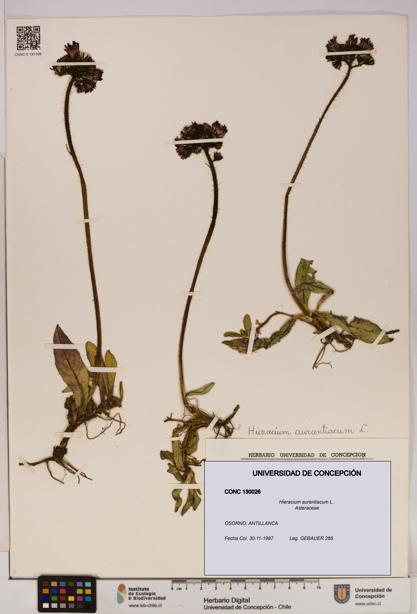 Hieracium aurantiacum [Espécimen: UDEC:CONC:0130026]