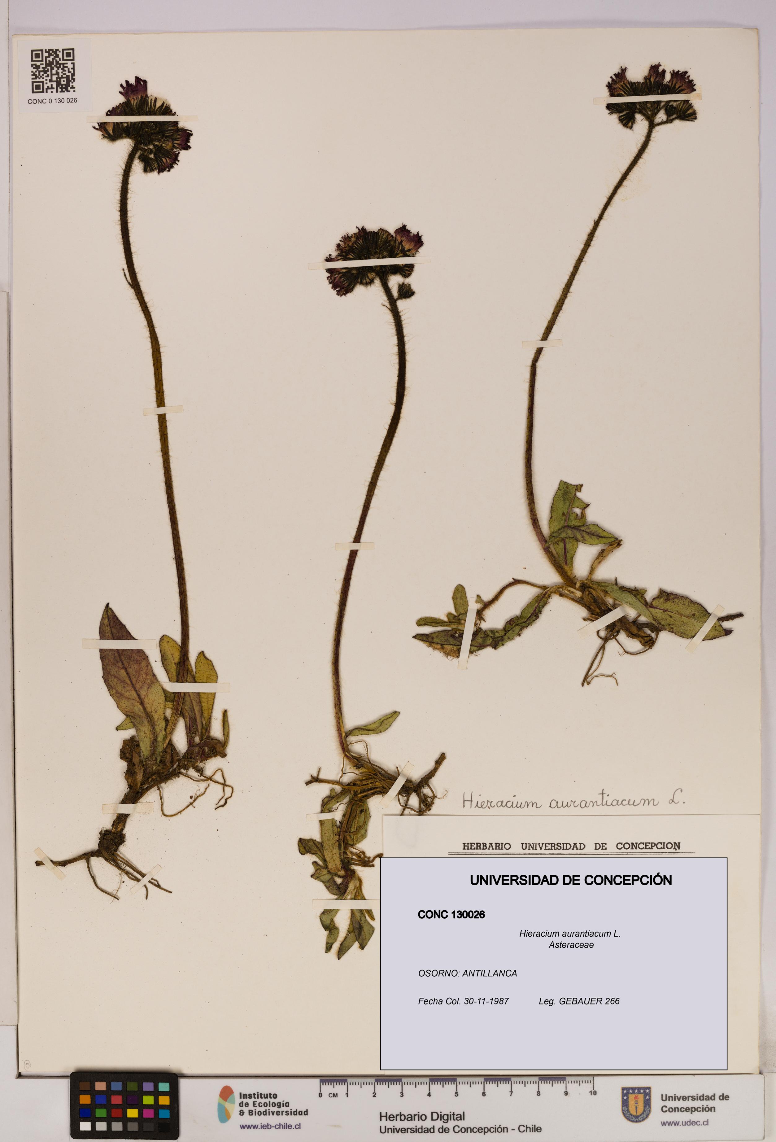 Hieracium aurantiacum [Espécimen: UDEC:CONC:0130026]
