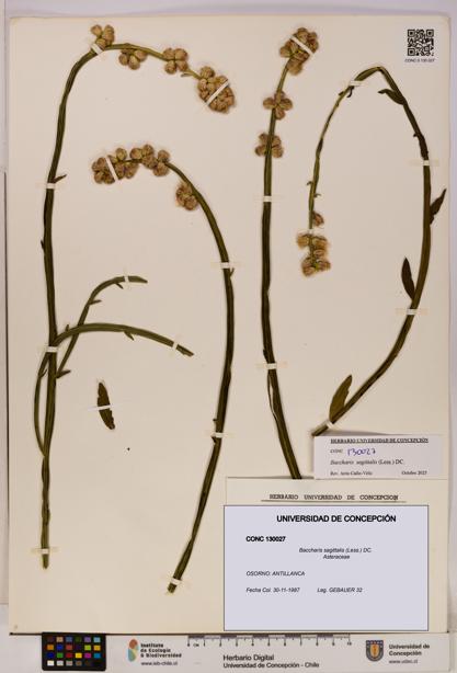 Baccharis sagittalis [Espécimen: UDEC:CONC:0130027]