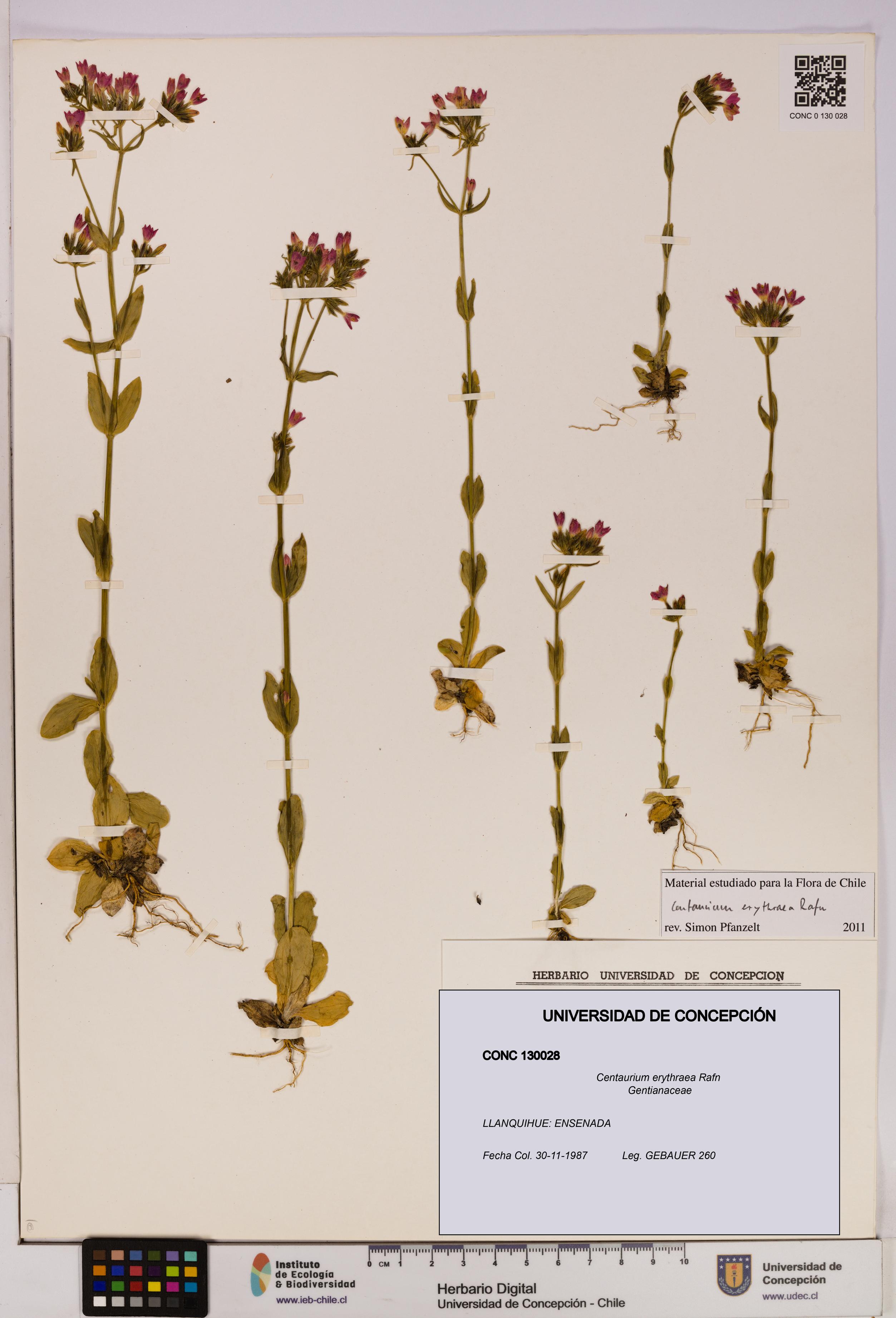 Centaurium erythraea [Espécimen: UDEC:CONC:0130028]