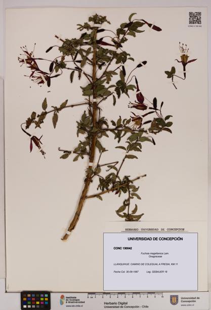 Fuchsia magellanica [Espécimen: UDEC:CONC:0130042]