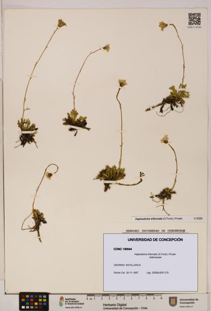 Haplosticha trifurcata [Espécimen: UDEC:CONC:0130044]