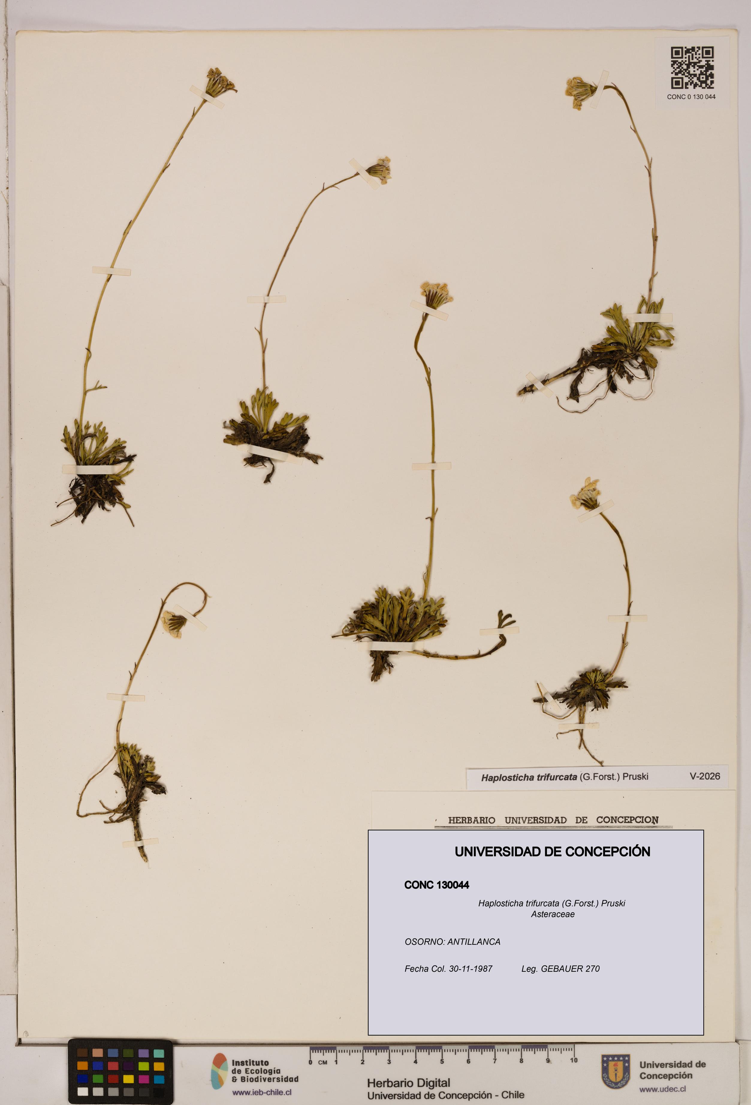 Haplosticha trifurcata [Espécimen: UDEC:CONC:0130044]