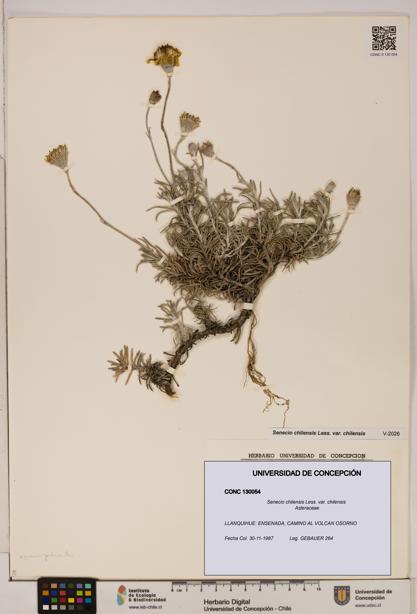 Senecio chilensis var. chilensis [Espécimen: UDEC:CONC:0130054]