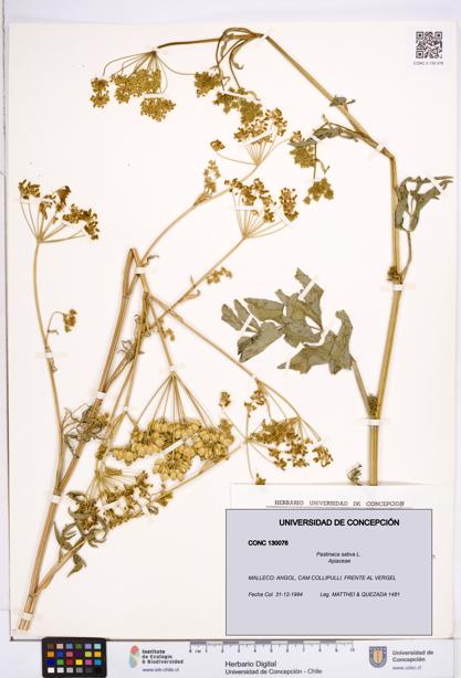 Pastinaca sativa [Espécimen: ]