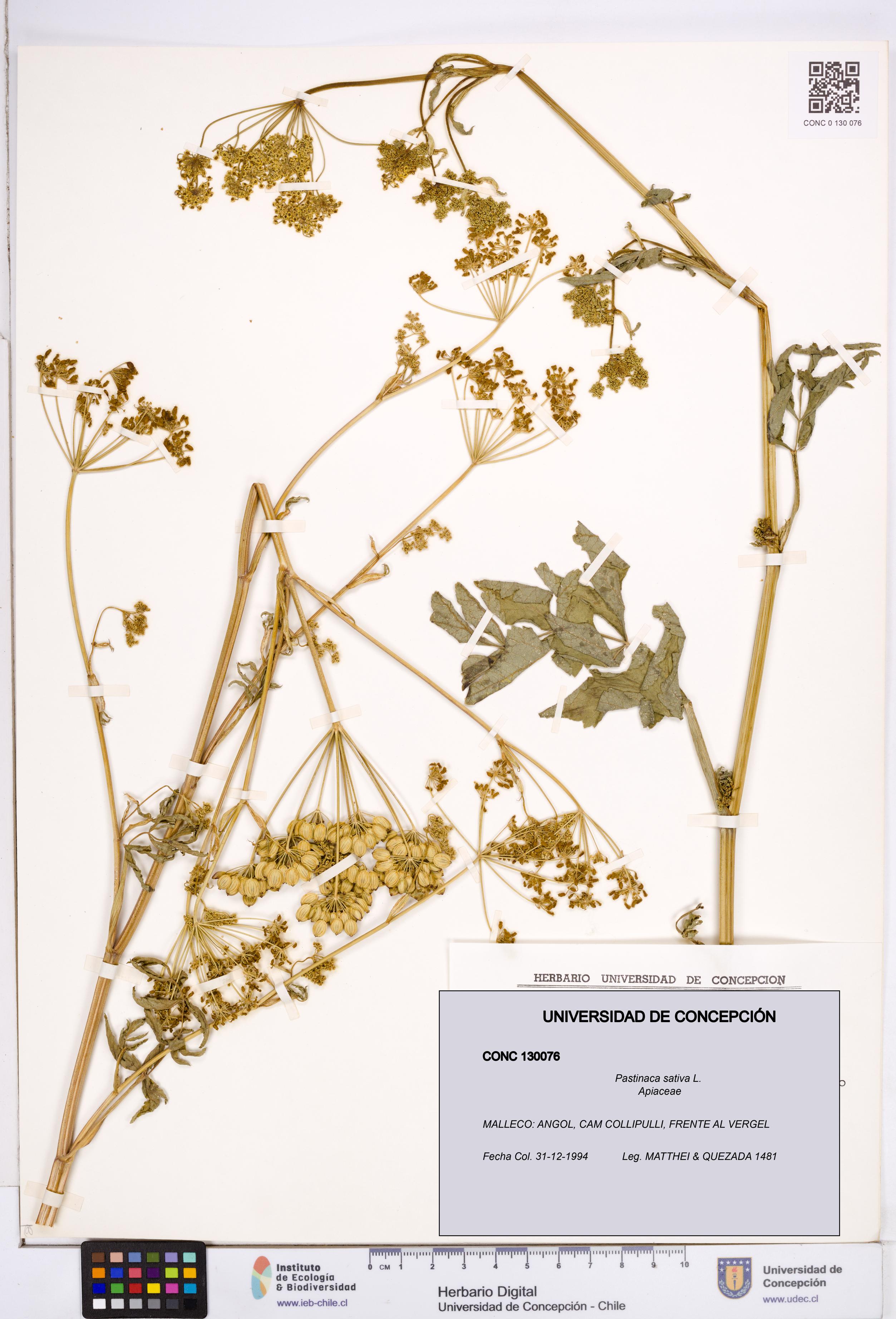 Pastinaca sativa [Espécimen: ]